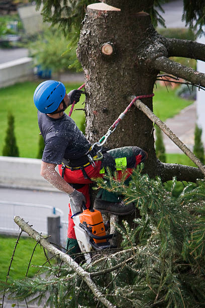 How Our Tree Care Process Works  in  South Holland, IL